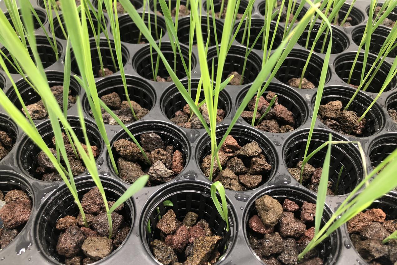 Wheat on Martian-like substrate